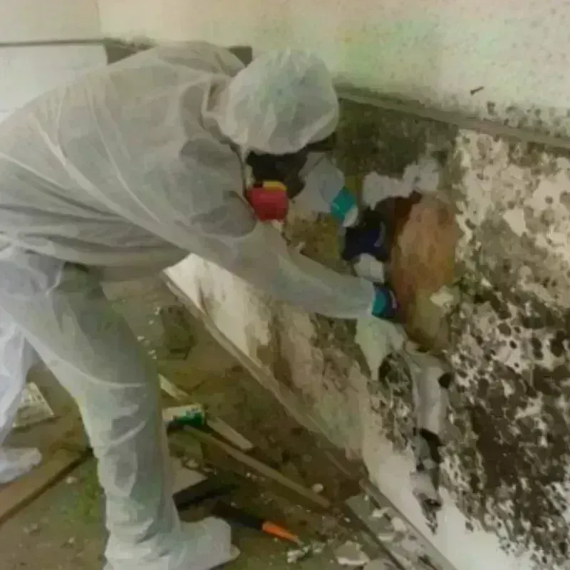 Mold Remediation and Removal in Hidalgo County, TX